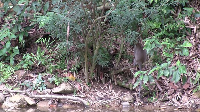 babouin au bord de la rivi&egrave;re