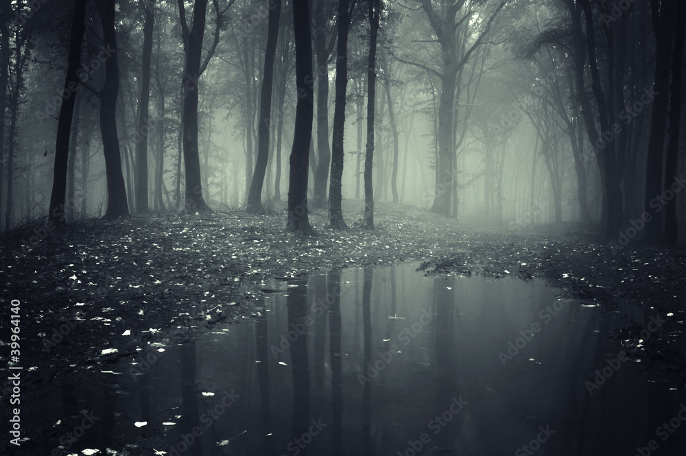 Wall mural pond in a forest with fog