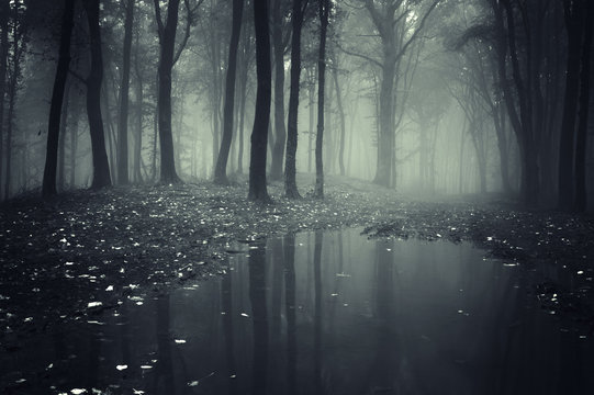 Fototapeta staw w lesie z mgłą