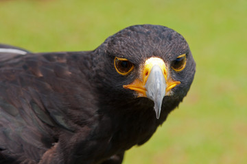 black eagle