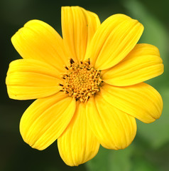 Yellow flower and green spider
