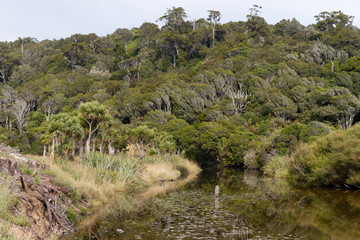Forêt vierge et rivière dans les Catlins