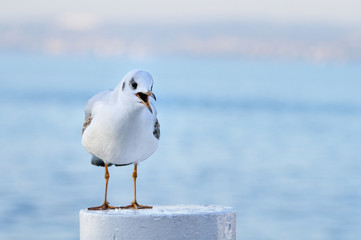 Juvenile yellow-legged gull calling, front view