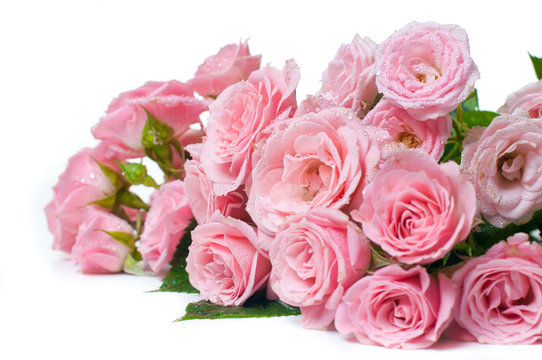 wet pink roses on a white background