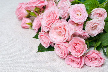wet pink roses on a gray linen fabric