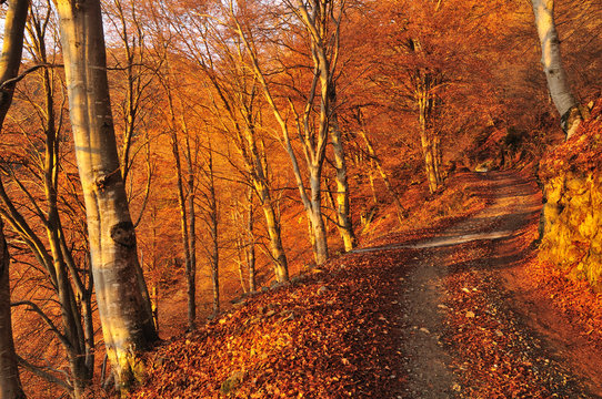 Dirt road in an autumn beech wood at dawn - Powered by Adobe