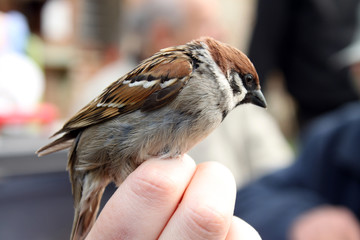 passero catturato a scopo di inanellamento