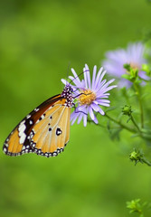 butterfly on flower