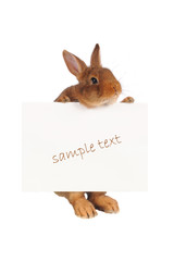 Fototapeta premium Rabbit