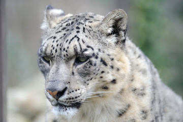 Obraz premium Snow leopard Close-up