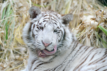 White tiger licks whiskers