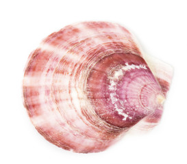 Beautiful exotic shell