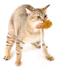 Obraz premium Beautiful young cat with toy