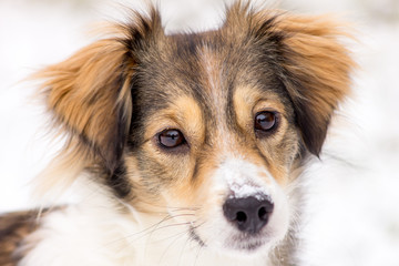 Dog in the snow