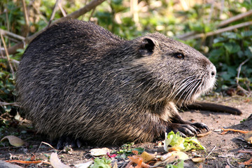 Nutria