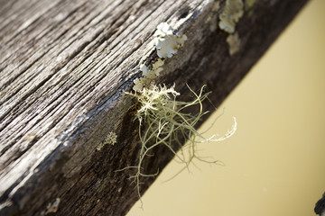 parasite plant, parasite plant grow on old log.