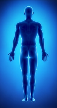 Male figure in anatomical position posterior  view