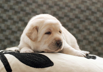 cute yellow labrador puppy