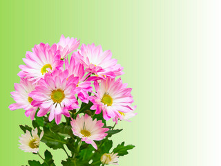 Close up of gerber flower
