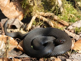 Höllenotter Vipera berus