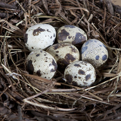 Naklejka na ściany i meble Group of quail spotted eggs in grassy