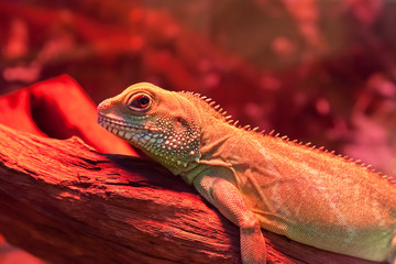 Macro shot of goanna