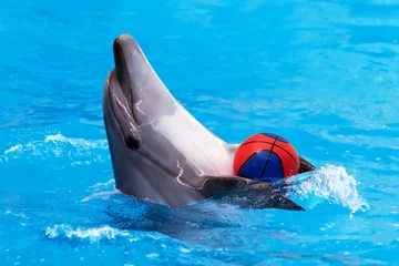 Photo sur Plexiglas Dauphins Dauphin jouant avec le ballon dans l& 39 eau bleue