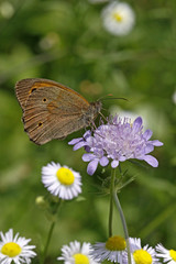 Maniola jurtina, Ochsenauge, Kuhauge - Meadow Brown butterfly