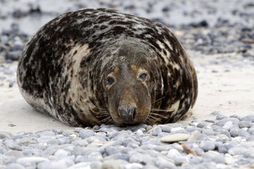 Kegelrobbe am Strand der Helgoländer Düne