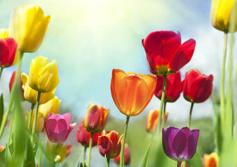 Lenteschoonheden, kleurrijke tulpen