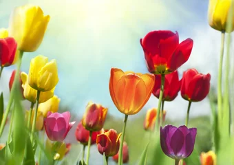 Papier Peint photo Autocollant Tulipe Beautés de printemps, tulipes colorées