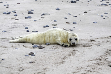 Fototapeta premium Kegelrobben-Baby