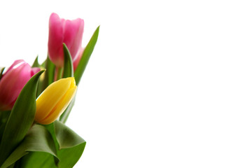 tulips on white