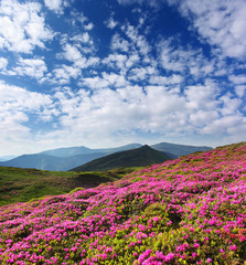 Obraz premium flower