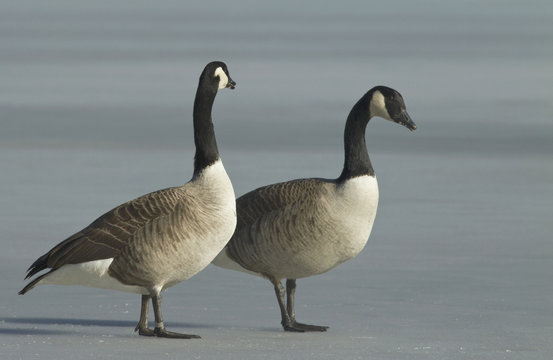 Canadian Goose on the ice