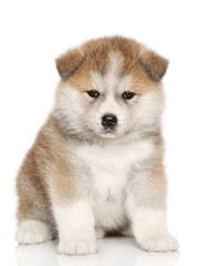 Japanese Akita inu puppy