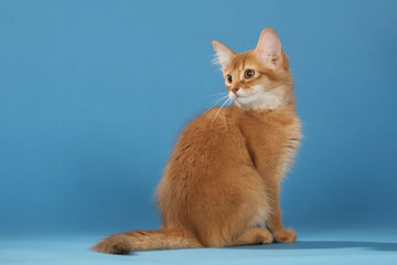 somali assis avec le poil hérissé