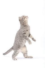 scottish fold marchant sur deux pattes