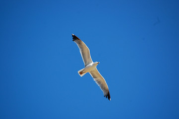 Gaivota