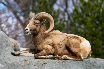 male bighorn sheep