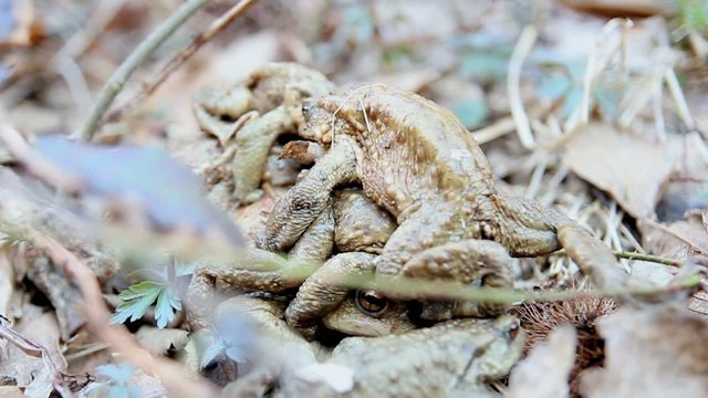 toads  Bufo Bufo mating in the forest