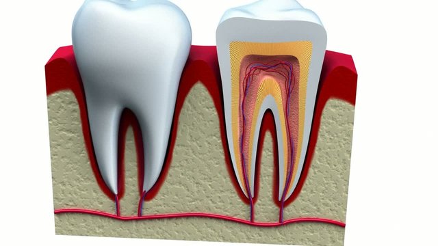 Anatomy of healthy teeth in details