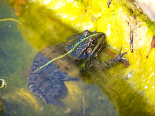green frog