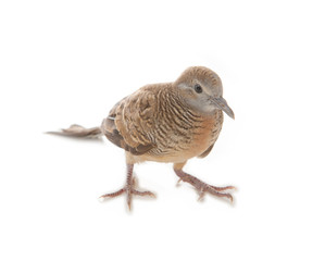 Portraif of zebra dove