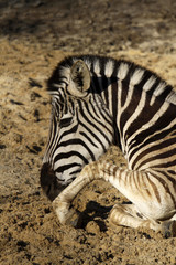 Fototapeta na wymiar Leżąc Grant Zebra