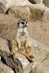 Erdmännchen