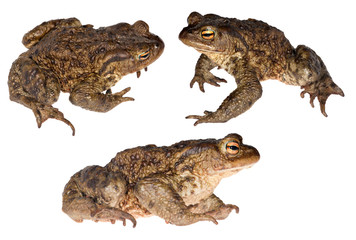 set of three frogs isolated on white