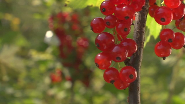 ветка красной смородины