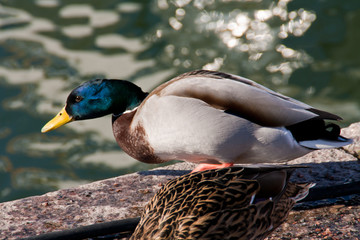 Wild duck