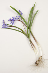 Fototapeta premium Chionodoxa luciliae / Gloire des neiges